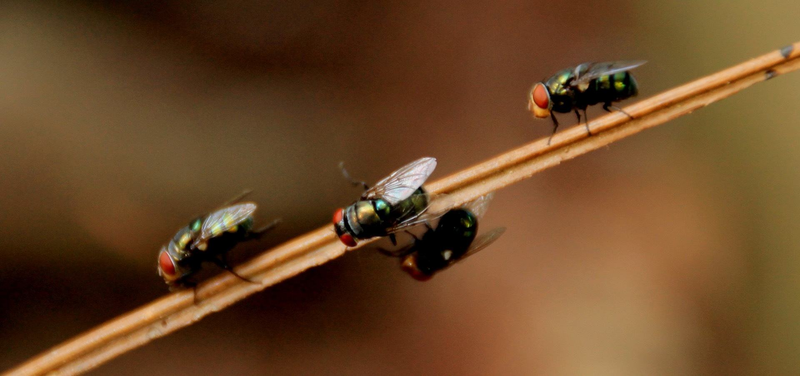 Flying Insects Contro Flying insect control methods